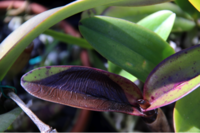 Black Rot: ￼Detecting and treating diseases (black rot shown) and pests early can avoid spreading to other orchids in your collection .