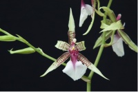 May 2021 Culture Class – Photographing Your Orchids