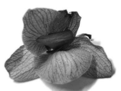 A wilted orchid flower in black and white